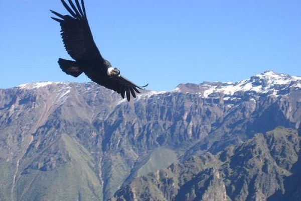 Tours, Viajes Arica, Arequipa - Cañon del Colca - Arica